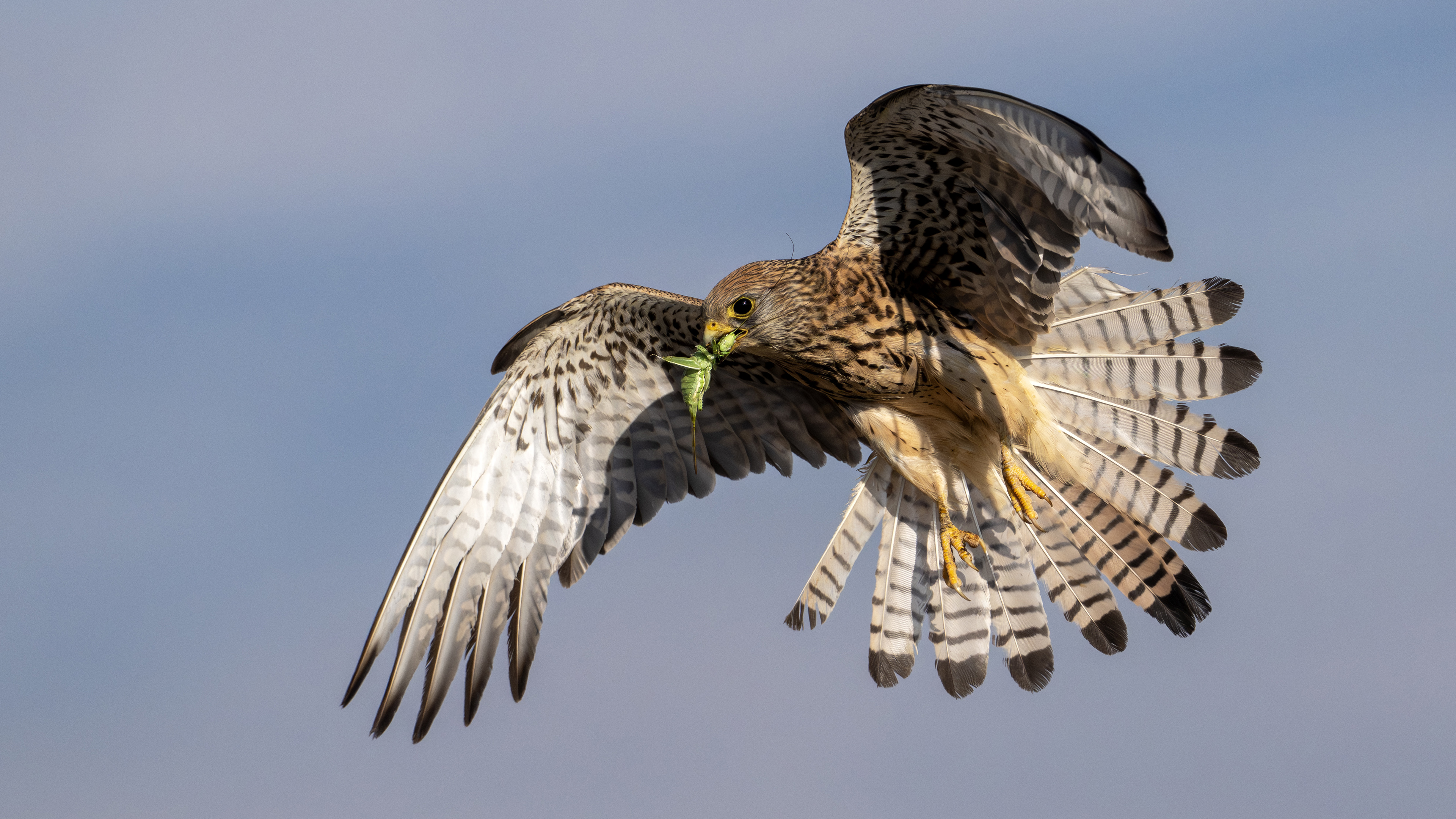 Lesser Kestrel